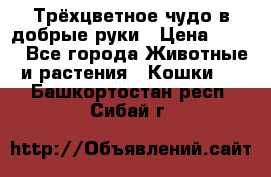 Трёхцветное чудо в добрые руки › Цена ­ 100 - Все города Животные и растения » Кошки   . Башкортостан респ.,Сибай г.